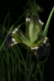 Iris tuberosa RCP3-2015  (31).JPG